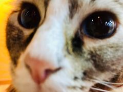 -白兔子密室(长寿路店)