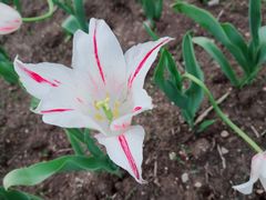 -长春公园(普阳街道)