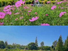 -花开海上生态园