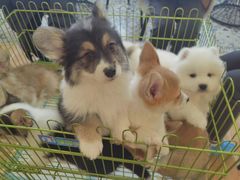 -Let's go狗咖·猫咖·奶狗·桌游(春熙路IFS店)