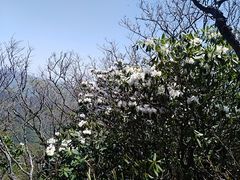 -牛背梁国家森林公园