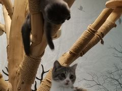 -泰国佛·塔罗·泰牌狐仙古曼