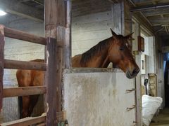 -神户市立六甲山牧场