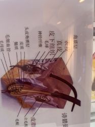 -诗碧曼养发