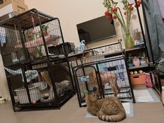 -瑞派福兴宠物医院犬猫全科·骨科·中西医结合(河东店)