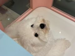 -FAELING PETS美天灵宠物(合生汇店)