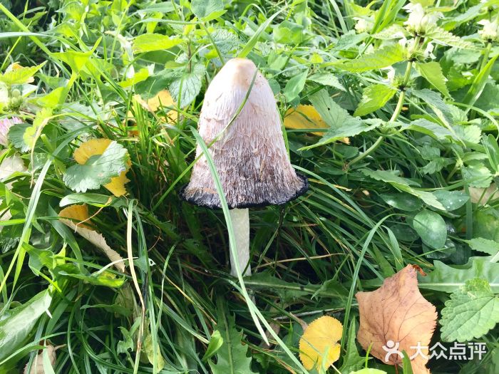 贝特琳山丘图片