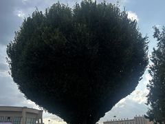 -特克斯八卦城