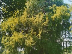 -南宁良凤江国家森林公园