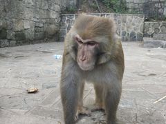 -黔灵山公园