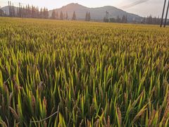 -上海佘山国家森林公园天马山园