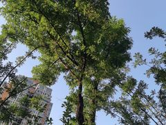 -红光山