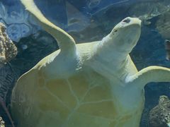 -上海海洋水族馆