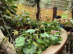 -正佳雨林生态植物园