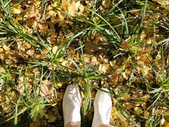 -三里屯东五街银杏大道