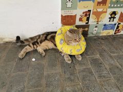 -喵屿·大理花园猫咖