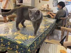 -平行世界·猫咖(首经贸店)