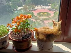 -中农国际动物医院24小时·猫科·骨科·急重症中心