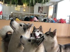 -Husky Go! 哈士奇体验馆·宠物咖啡厅狗咖