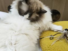 -COLOR PETS 撸猫馆·购猫·猫咖(长风大悦城店)