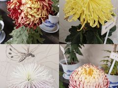 -杭州植物园