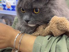 -爱洗澡的猫(望京店)