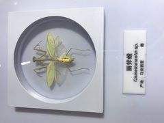 -上海昆虫博物馆