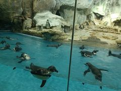 -帝企鹅自助餐厅•儿童岛•真企鹅(长隆企鹅酒店)