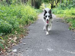 -翊宠yipet猫狗购宠庄园犬舍•猫舍