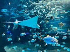 -北戴河圣蓝海洋公园