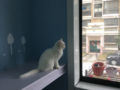 -喵的天空名猫咖啡馆·撸猫·猫舍·用品