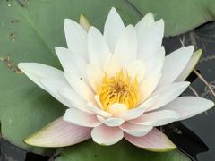 -群力丁香公园