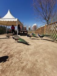 -萌宠亲子动物乐园(槐房万达店)