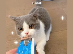 -babydoll猫舍·米努特·德文·缅因(久光中心店)