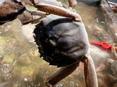 毛蟹-诱货海鲜自助火锅(爱琴海购物公园东百店)