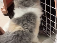 -佳雯宠物医院·皮肤科·内外科(春晓路分院)