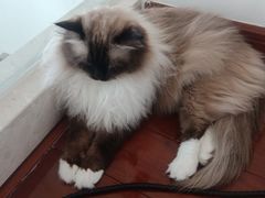 -Catmate·猫肥家润(金润铂宫店)
