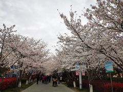 -高东镇樱花园