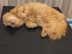-猫小院猫主题咖啡厅(北锣店)