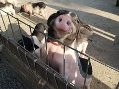 -前小桔亲子创意农场·草莓采摘·露营烧烤