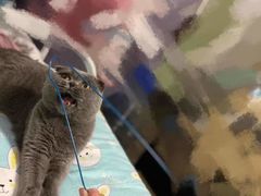 -纳吉亚猫专科动物诊疗中心(蒋宅口分院)