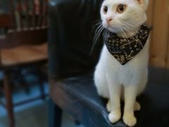 -猫色咖啡·猫咖