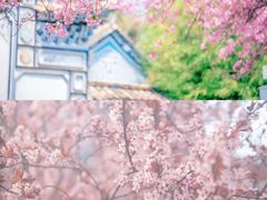 -洪湖湿地生态园