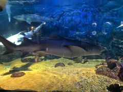 -烟台海昌鲸鲨海洋公园