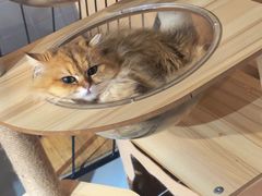 -豆逗聊愈猫阁Easy Life