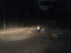 -清迈夜间动物园