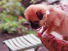 -艾吉宠物医院·疑难杂症转诊中心·猫友好(碧江路院)