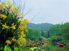 -深圳仙湖植物园