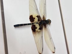 -昆明动物博物馆