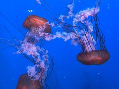 -大连老虎滩海洋公园